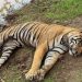 Harimau dan Gajah Ditemukan Mati, BKSDA Turunkan Tim dan Dokter Hewan
