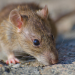 7 Terinfeksi di Kapal Pesiar, WHO Waspadai Penularan Hantavirus