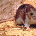 Kemenkes Catat 23 Kasus Hantavirus di Indonesia dalam Tiga Tahun