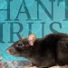 Kemenkes Catat 23 Kasus Hantavirus di Indonesia dalam Tiga Tahun