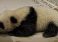 Kelahiran Panda Pertama di Indonesia Jadi Tonggak Baru Konservasi Satwa Langka