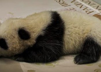 Kelahiran Panda Pertama di Indonesia Jadi Tonggak Baru Konservasi Satwa Langka