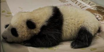 Kelahiran Panda Pertama di Indonesia Jadi Tonggak Baru Konservasi Satwa Langka