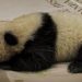 Kelahiran Panda Pertama di Indonesia Jadi Tonggak Baru Konservasi Satwa Langka