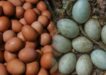Perbedaan Gizi Telur Ayam dan Telur Bebek, Ini Kelebihan Masing-Masing