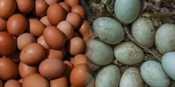 Perbedaan Gizi Telur Ayam dan Telur Bebek, Ini Kelebihan Masing-Masing