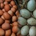 Perbedaan Gizi Telur Ayam dan Telur Bebek, Ini Kelebihan Masing-Masing