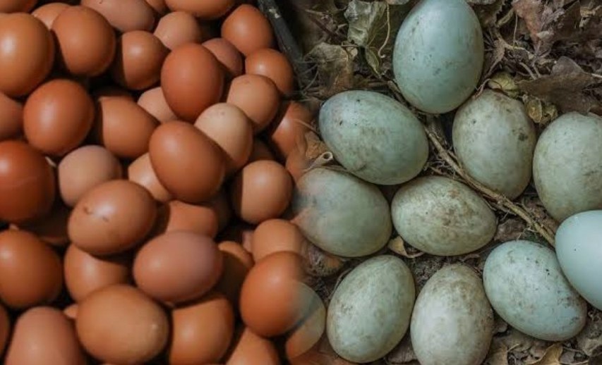 Perbedaan Gizi Telur Ayam dan Telur Bebek, Ini Kelebihan Masing-Masing