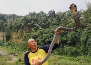 Heru Jejak Si Gundul Kena Semburan Bisa Ular Kobra, Sempat Alami Iritasi Parah pada Mata