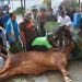 Idul Adha Ajarkan Nilai Keikhlasan, Empati, dan Semangat Berbagi