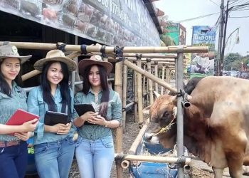 Penjualan Hewan Kurban di Depok Ramai, SPG Bergaya Pramugari Jadi Sorotan
