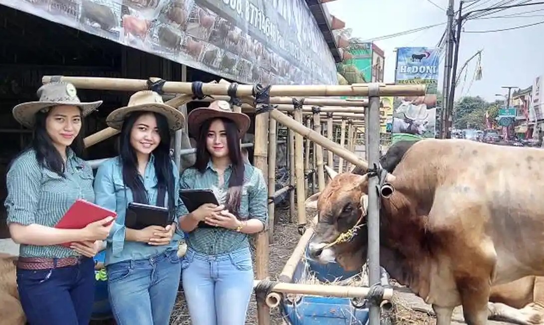 Penjualan Hewan Kurban di Depok Ramai, SPG Bergaya Pramugari Jadi Sorotan