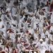 Qatar Biayai Perjalanan Suporter ke Kanada, Ribuan Fans Dukung Tim di Piala Dunia 2026