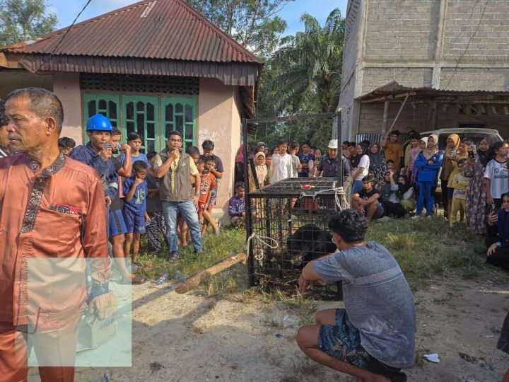 Fenomena Remaja Hidup Layaknya Anjing dan Kucing Viral di Media Sosial