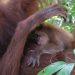 Bayi Orangutan Sumatera Lahir di Jantho, Diberi Nama Badar oleh Menhut