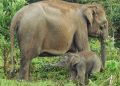 Kapolda Riau Sambut Kelahiran Anak Gajah Sumatera di Tesso Nilo, Harapan Baru Konservasi 2026