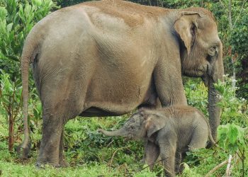 Kapolda Riau Sambut Kelahiran Anak Gajah Sumatera di Tesso Nilo, Harapan Baru Konservasi 2026