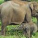 Kapolda Riau Sambut Kelahiran Anak Gajah Sumatera di Tesso Nilo, Harapan Baru Konservasi 2026