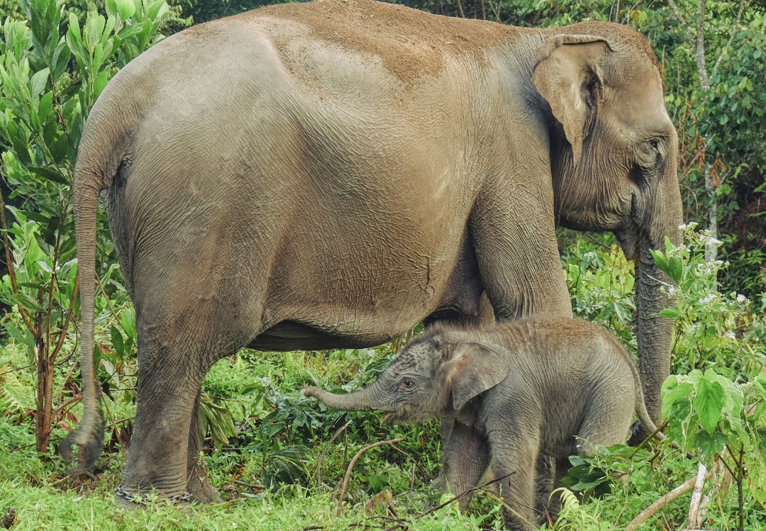 Kapolda Riau Sambut Kelahiran Anak Gajah Sumatera di Tesso Nilo, Harapan Baru Konservasi 2026