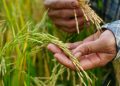 Puncak Kemarau 2026 Diprediksi Ganggu Hasil Panen, Petani Mulai Bersiap