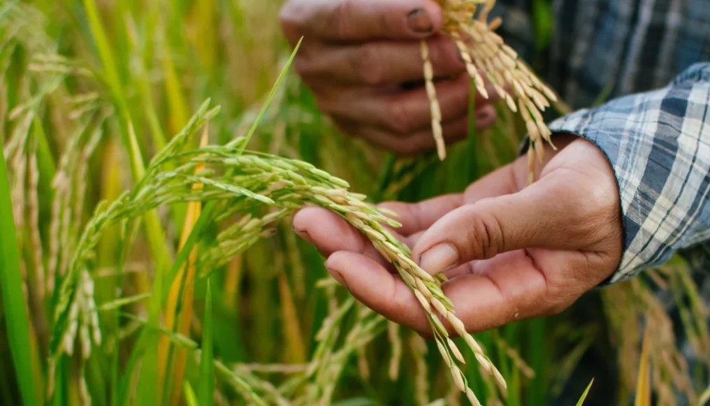 Puncak Kemarau 2026 Diprediksi Ganggu Hasil Panen, Petani Mulai Bersiap