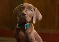 Netflix Ungkap First Look Serial Live Action Scooby-Doo