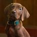 Netflix Ungkap First Look Serial Live Action Scooby-Doo
