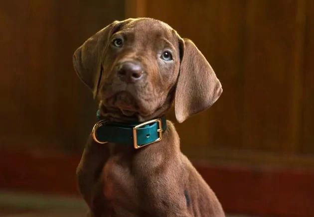 Netflix Ungkap First Look Serial Live Action Scooby-Doo