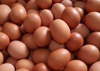 Benarkah Makan 5 Butir Telur Seminggu Bisa Menjaga Kesehatan Otak? Ini Hasil Studinya