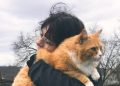 Tiga Ras Kucing Favorit Pecinta Anabul, Kenali Karakter dan Keunikannya