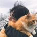 Tiga Ras Kucing Favorit Pecinta Anabul, Kenali Karakter dan Keunikannya