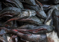 Populasi Meledak, Ikan Sapu-Sapu Sulit Diberantas dari Perairan Asia Tenggara