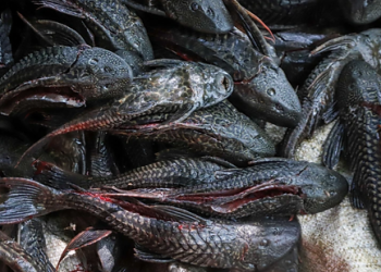 Populasi Meledak, Ikan Sapu-Sapu Sulit Diberantas dari Perairan Asia Tenggara