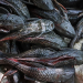 Populasi Meledak, Ikan Sapu-Sapu Sulit Diberantas dari Perairan Asia Tenggara