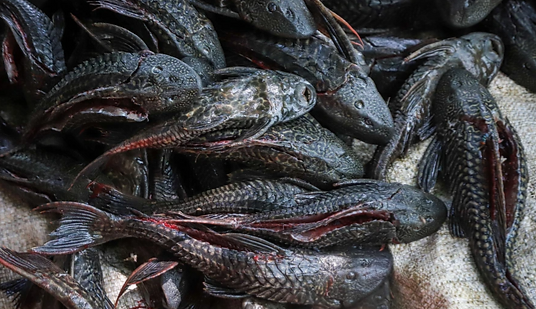 Populasi Meledak, Ikan Sapu-Sapu Sulit Diberantas dari Perairan Asia Tenggara