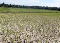 BMKG Pastikan Indonesia Masuki Fase El Nino Kuat, Risiko Kekeringan Meningkat