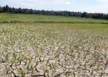 BMKG Pastikan Indonesia Masuki Fase El Nino Kuat, Risiko Kekeringan Meningkat