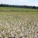 BMKG Pastikan Indonesia Masuki Fase El Nino Kuat, Risiko Kekeringan Meningkat