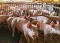 Urutan Negara ASEAN Berdasarkan Konsumsi Daging Babi, Vietnam Juara, Indonesia Terakhir