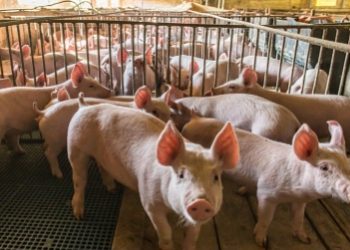 Urutan Negara ASEAN Berdasarkan Konsumsi Daging Babi, Vietnam Juara, Indonesia Terakhir