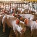 Urutan Negara ASEAN Berdasarkan Konsumsi Daging Babi, Vietnam Juara, Indonesia Terakhir