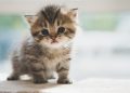 Kenalan dengan Tren Parfum Aroma ‘Bulu Anak Kucing’, Wanginya Bikin Penasaran