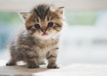 Kenalan dengan Tren Parfum Aroma ‘Bulu Anak Kucing’, Wanginya Bikin Penasaran