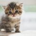 Kenalan dengan Tren Parfum Aroma ‘Bulu Anak Kucing’, Wanginya Bikin Penasaran