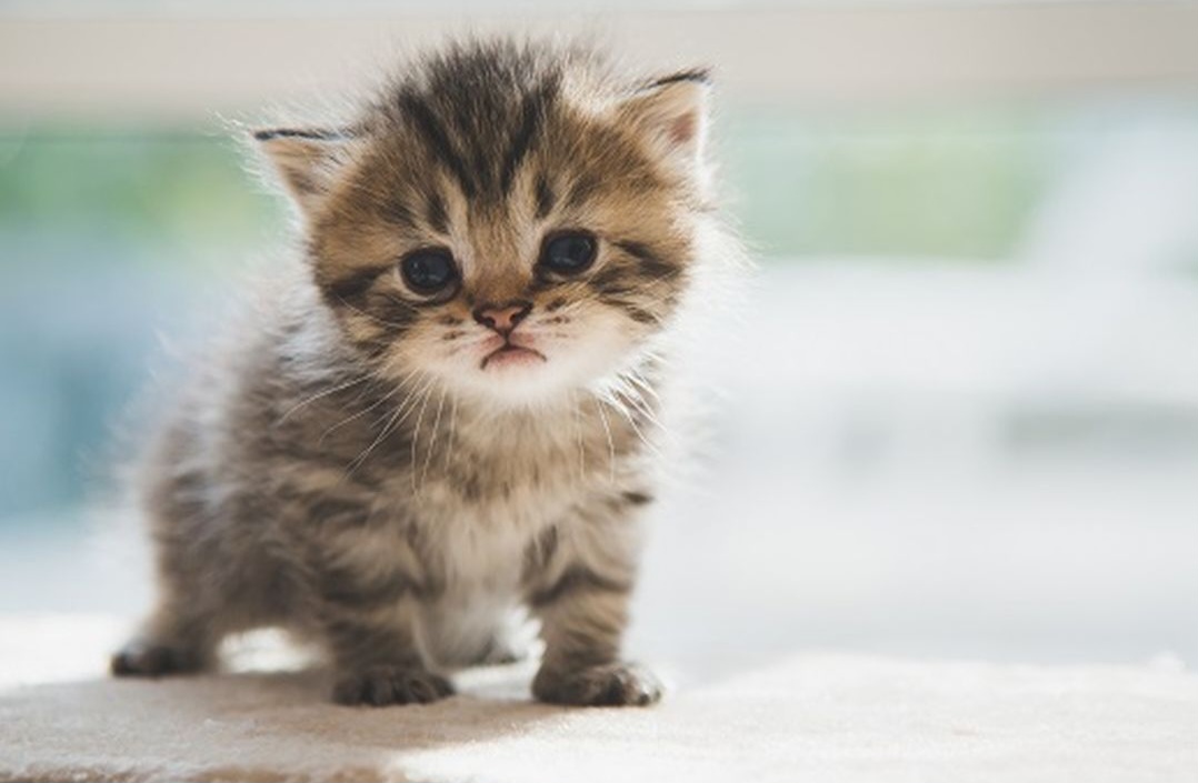 Kenalan dengan Tren Parfum Aroma ‘Bulu Anak Kucing’, Wanginya Bikin Penasaran