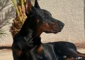 6 Ras Anjing yang Bisa Jadi Teman Sekaligus Penjaga Rumah