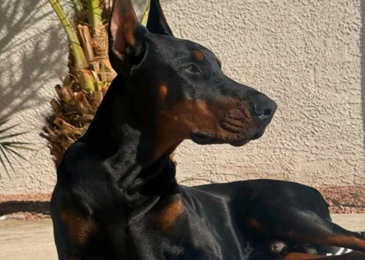6 Ras Anjing yang Bisa Jadi Teman Sekaligus Penjaga Rumah