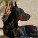 6 Ras Anjing yang Bisa Jadi Teman Sekaligus Penjaga Rumah