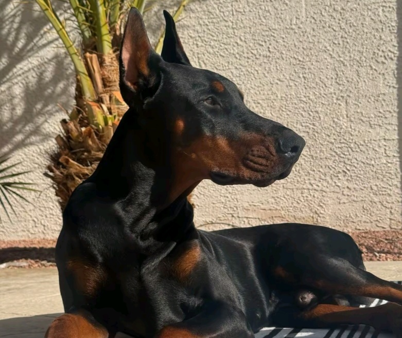 6 Ras Anjing yang Bisa Jadi Teman Sekaligus Penjaga Rumah