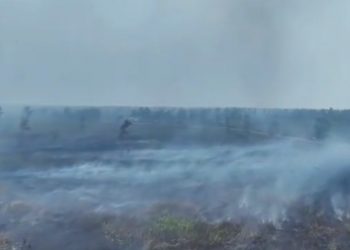 6 Perusahaan Terseret Karhutla, Kemenhut Bekukan Salah Satu Izinnya
